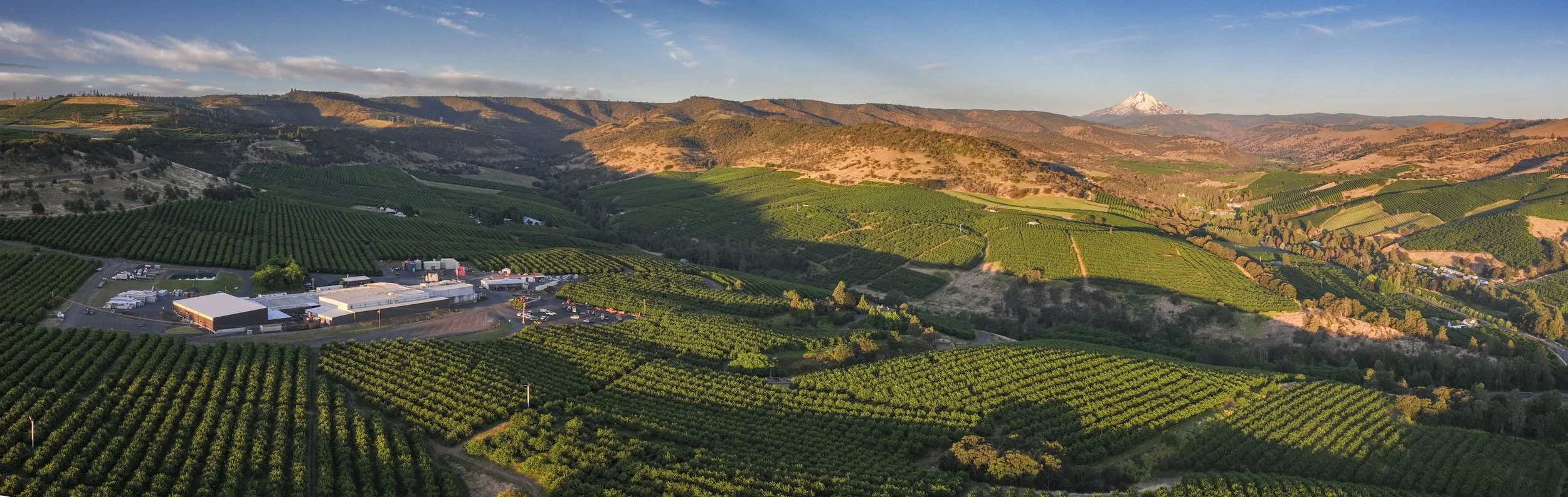 Orchard View Cherries | The Dalles, OR